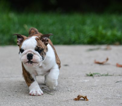 english bulldog puppy walking outdoor on the cement