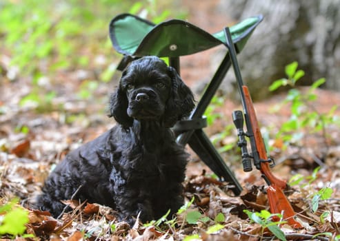 hunting dog - american cocker spaniel puppy in the woods