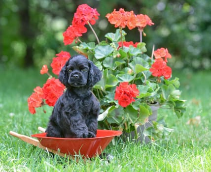 american cocker spaniel puppy sitting in the grass