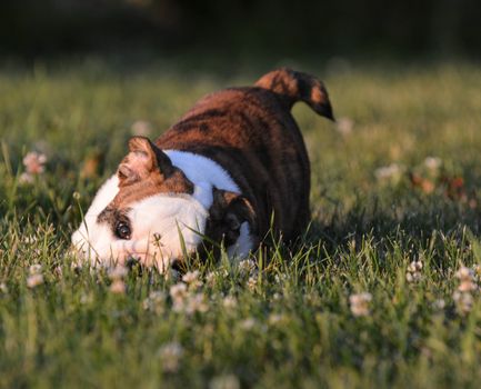 puppy playing outside in the grass