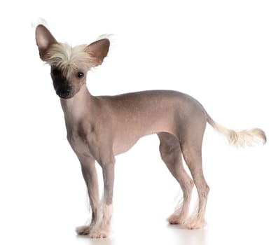 chinese crested puppy looking at viewer on white background