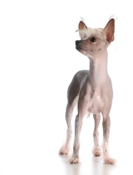 chinese crested puppy standing on white background