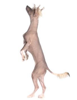 dog dancing - chinese crested puppy dancing on white background