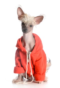 dog wearing sweater - chinese crested puppy isolated on white background