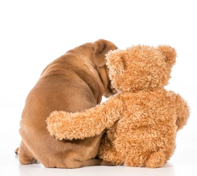 dog and teddy bear with their arms around each other