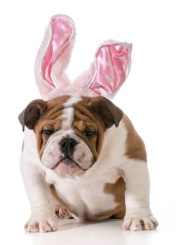 english bulldog wearing bunny ears