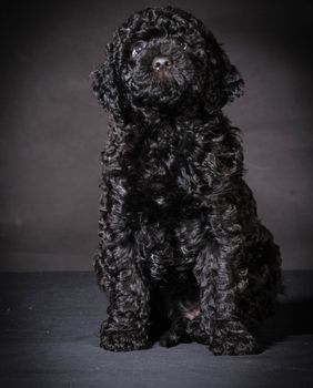 cute barbet puppy sitting on black background