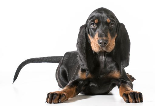 cute puppy - black and tan coonhound laying down on white background