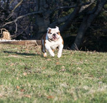 english bulldog running in the grass