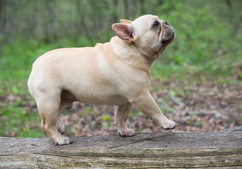 french bulldog walking  on a log outside in the woods