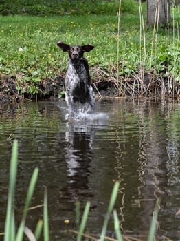 german shorthaired pointer jumping into the river