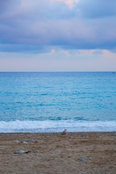 Sea and beach, deep view with seagull walking on the sand