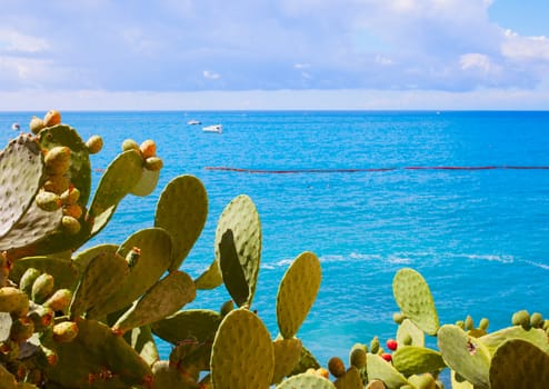 Cactus plants on the border of the sea