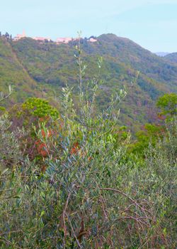 Olive plant over wood and hills background