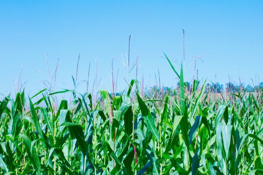 Corn Field under blue sky, horizontal image