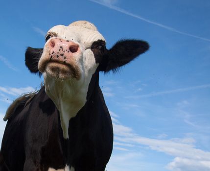 angry black cow threatening you