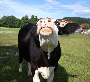 angry black cow threatening you