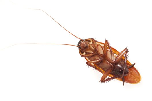 Dead cockroach, a common household pest, lying on its back viewed from above isolated on a white background with copyspace
