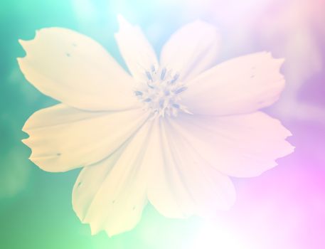vivid color beautiful wild flowers in soft style.For art texture or web design and vertical background