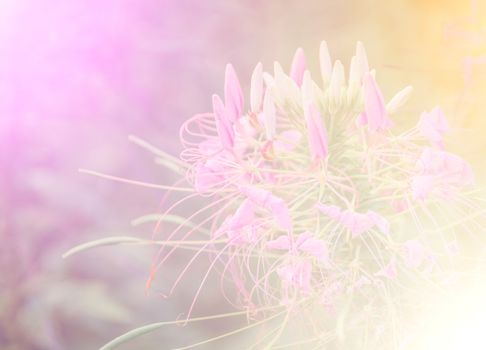 vivid color beautiful wild flowers in soft style.For art texture or web design and vertical background