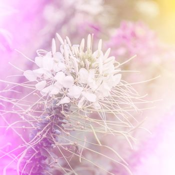 vivid color beautiful wild flowers in soft style.For art texture or web design and vertical background