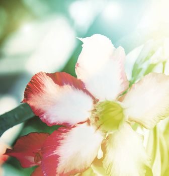 vivid color beautiful wild flowers in blur style.For art texture or web design and vertical background