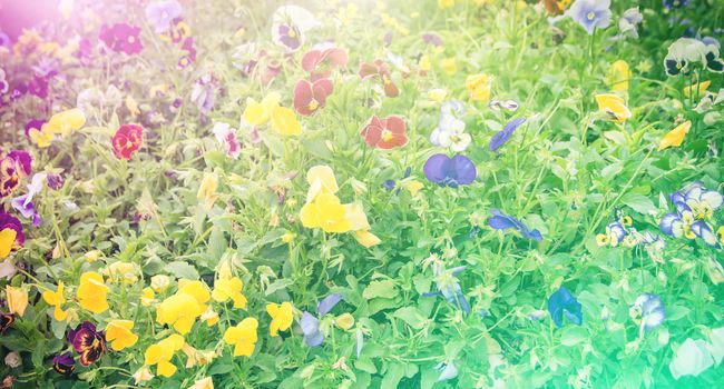 vivid color beautiful wild flowers in blur style.For art texture or web design and vertical background