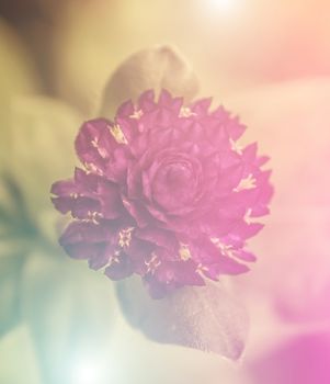 vivid color beautiful wild flowers in soft style.For art texture or web design and vertical background