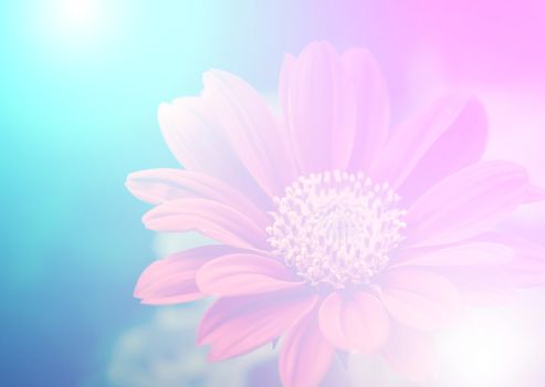 vivid color beautiful wild flowers in soft style.For art texture or web design and vertical background