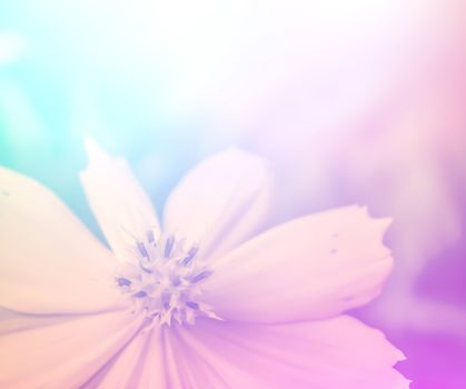 vivid color beautiful wild flowers in soft style.For art texture or web design and vertical background