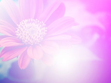 vivid color beautiful wild flowers in soft style.For art texture or web design and vertical background