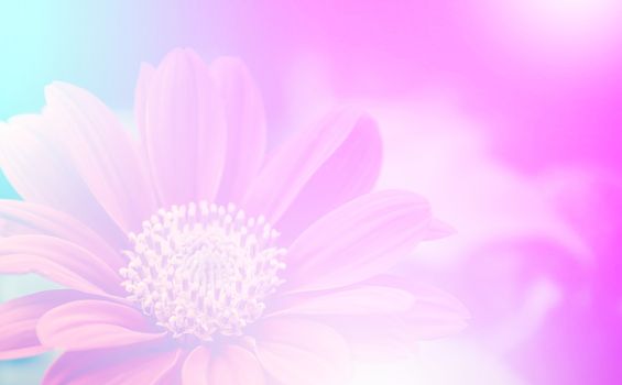 vivid color beautiful wild flowers in soft style.For art texture or web design and vertical background