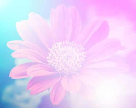 vivid color beautiful wild flowers in soft style.For art texture or web design and vertical background
