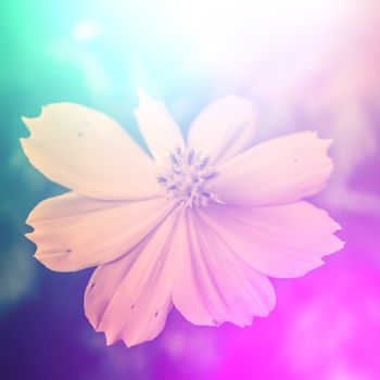 vivid color beautiful wild flowers in soft style.For art texture or web design and vertical background