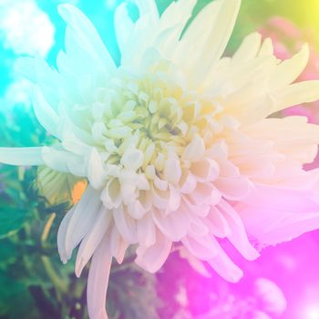 vivid colors beautiful floral in soft style.For art texture or web design and floral background.