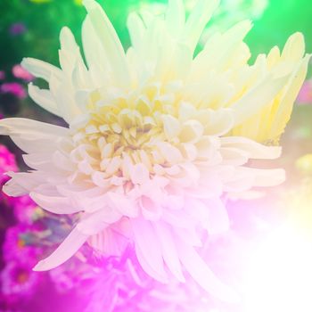 vivid colors beautiful floral in soft style.For art texture or web design and floral background.