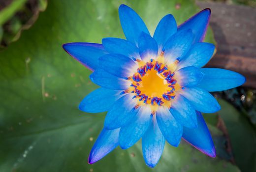 beautiful blue waterlily or blue lotus flower
