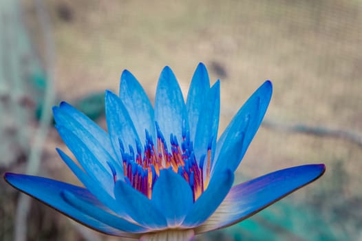 beautiful blue waterlily or blue lotus flower
