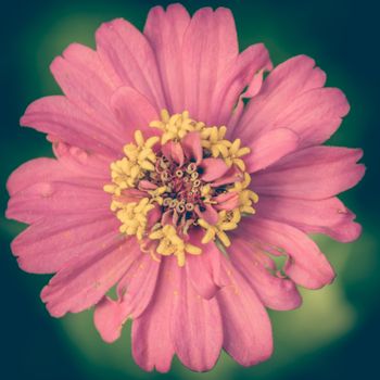 Vintage photo of Pink Flowers