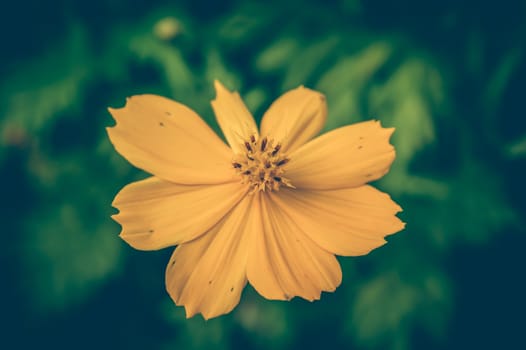 Vintage photo of Yellow Flowers