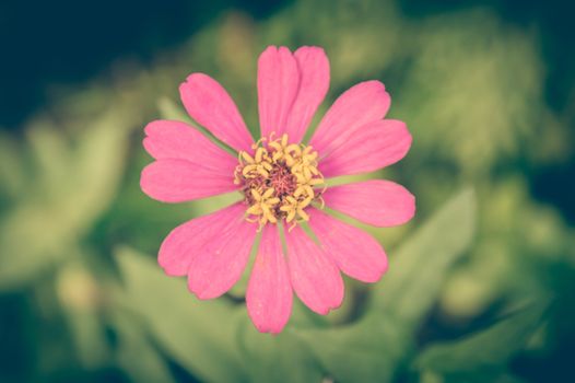 Vintage photo of Pink Flowers