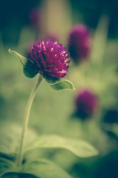 vintage photo of purple blooming flowers