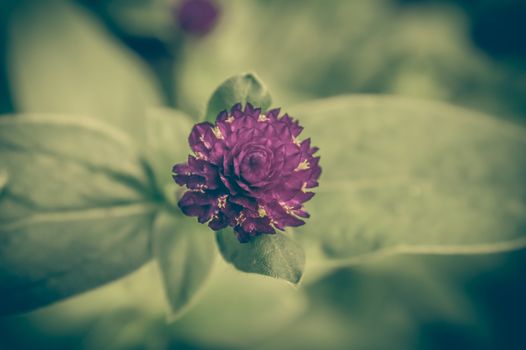 vintage photo of purple blooming flowers