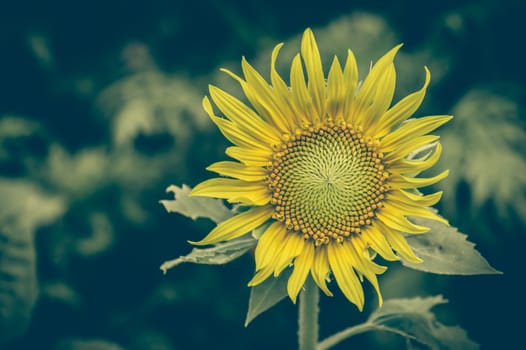 Vintage photo of sunflower closeup