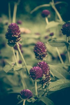 vintage photo of purple blooming flowers