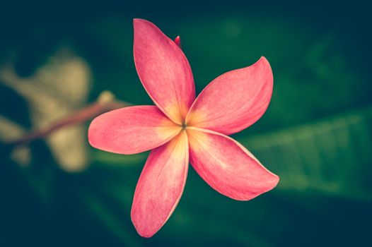 Vintage photo of Red Flowers