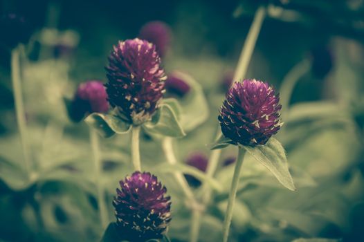 vintage photo of purple blooming flowers