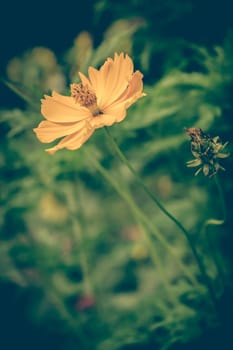 Vintage photo of Yellow Flowers