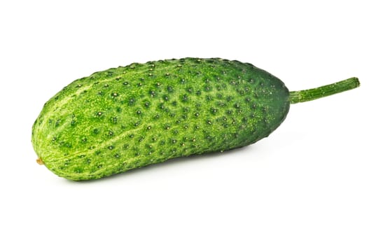 One young whole cucumber on white background
