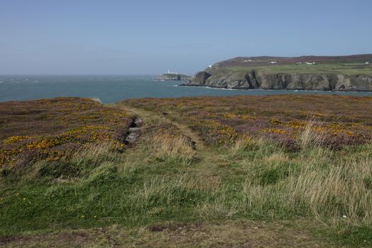 A view from a track through heather across a bay to south stack lighthouse in the distance, Wales coast path, Anglesey, Wales, uk.